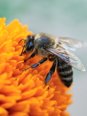 趴在橙色花朵上的黑蜂图片